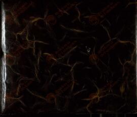 Álbum. Crónica del grupo territorial España, que incluye  la visita de Heinrich Himmler a España, c. 1942.